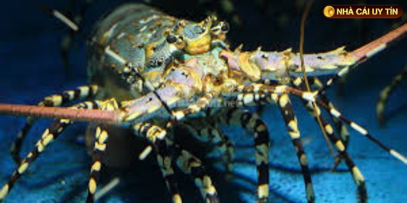 Trong giấc mơ, bạn thấy một con tôm hùm 