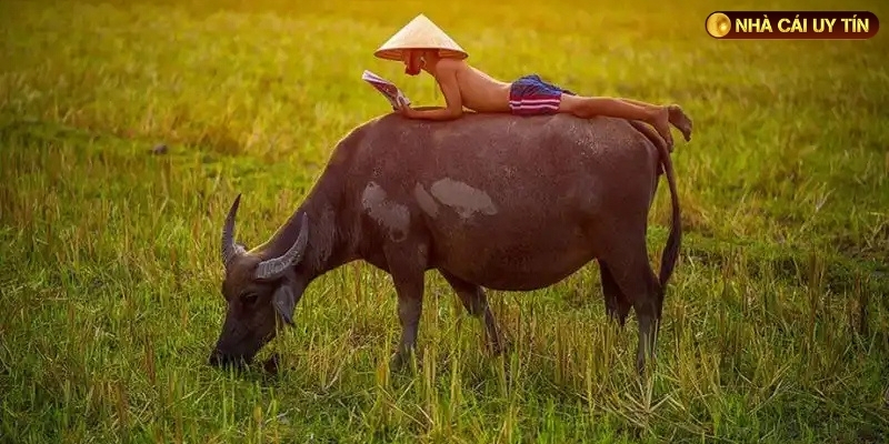 Mơ thấy đàn trâu đang thảnh thơi ăn cỏ 