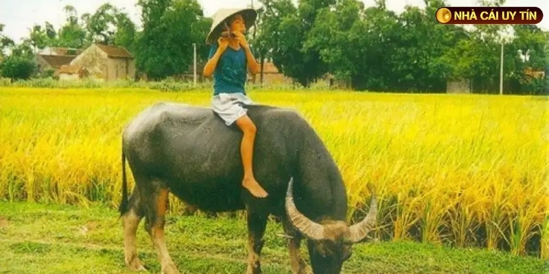 Mơ thấy có hai con trâu đang đối đầu 